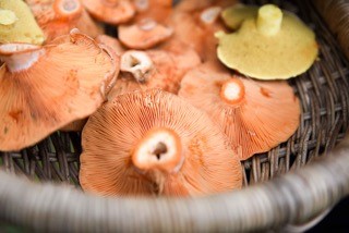 Mushroom Meanders