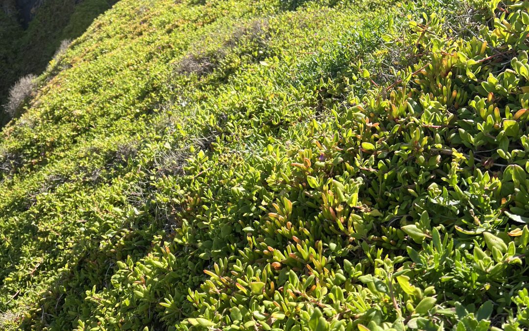 Foraging tour and feasting lunch